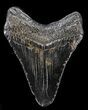 Bargain, Megalodon Tooth - South Carolina #37637-2